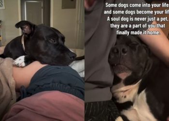 Human Brings Rescue Dog Into Her Home, Unaware That He’d Slowly Become Her Whole Life
