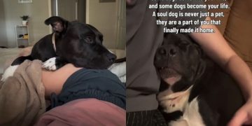 Human Brings Rescue Dog Into Her Home, Unaware That He’d Slowly Become Her Whole Life