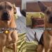 Rescue Dog Thinks Human’s Leaving Him Behind, Unaware They’ll Share Every Adventure Together