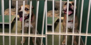 Housebroken Shelter Dog Who Has Everything a Family Could Want Hopes for a Loving Home