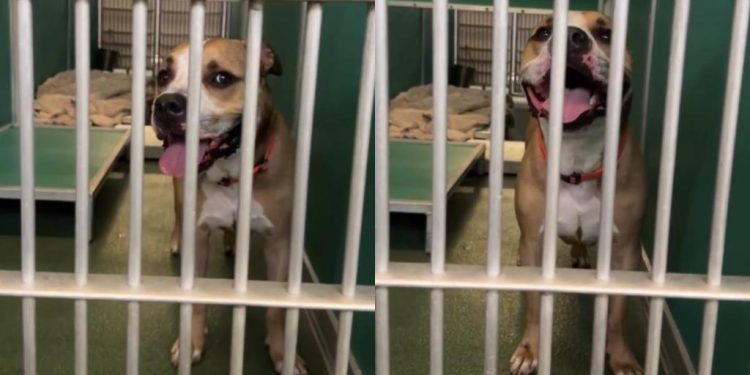 Housebroken Shelter Dog Who Has Everything a Family Could Want Hopes for a Loving Home
