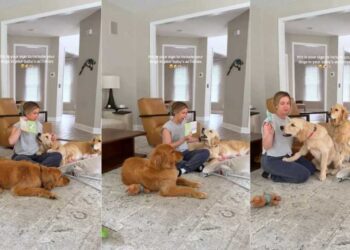 Mom Includes Three Curious Golden Retrievers in Baby’s Fun Activity