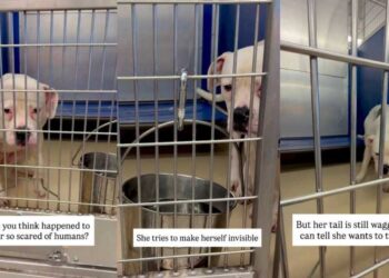 Scared Shelter Dog Makes Herself Invisible, but Her Heart Still Wants To Trust