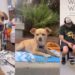 Rescue Dog Endures the Toughest Time to Finally Find Her Forever Family