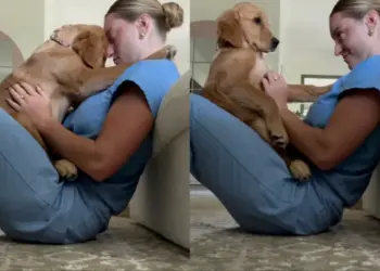 Golden Retriever Sits in Human’s Lap in a Precious Moment & They Realize Something Beautiful