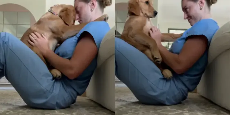 Golden Retriever Sits in Human’s Lap in a Precious Moment & They Realize Something Beautiful