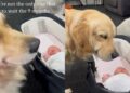 Golden Retriever Watches Newborn Baby, Then Looks at Human Like She’s Trying To Say Something