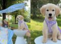 Golden Retriever Helps Toddler Run a Successful Lemonade Stand