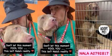 Shelter Dog’s Happiness Is Momentary as Her Reality Is Truly Heartbreaking