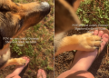Dog Might Not Be the Cuddly Type, but He Loves Holding His Human Close Every Now & Then