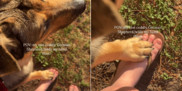 Dog Might Not Be the Cuddly Type, but He Loves Holding His Human Close Every Now & Then