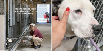Shelter Dog Doesn’t Let Humans Take Her Out of the Kennel, Scared of What Might Happen Next