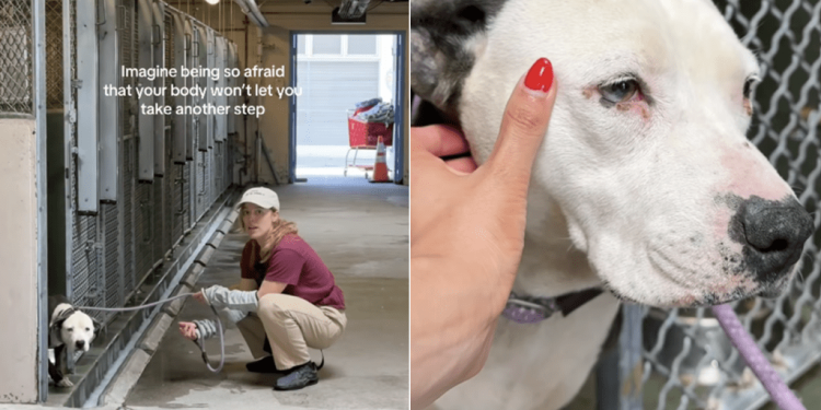 Shelter Dog Doesn’t Let Humans Take Her Out of the Kennel, Scared of What Might Happen Next
