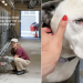 Shelter Dog Doesn’t Let Humans Take Her Out of the Kennel, Scared of What Might Happen Next