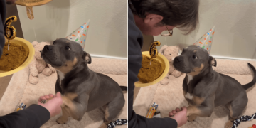 Dog’s Loving Gaze Says It All During His Sweet 6th Birthday Celebration