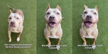 Shelter Dog With Cropped Ears Who Waited for a Family To Love Her Finally Gets Adopted