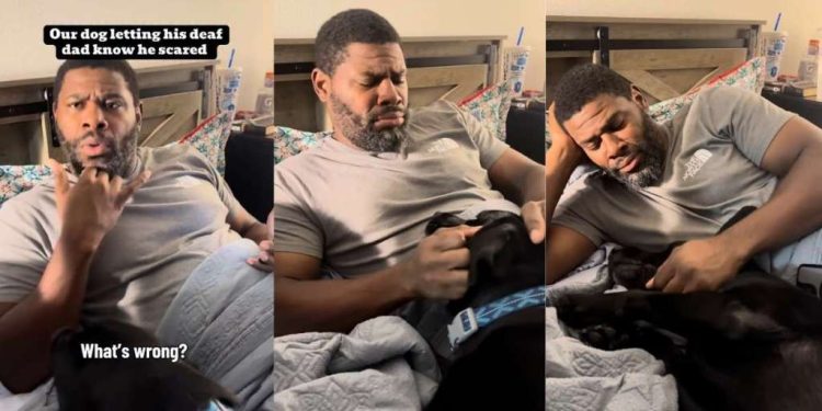 Dog Has the Sweetest Way of Telling His Deaf Dad He’s Scared of Fireworks