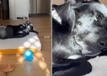 Human Sees Rescue Dog Sleeping Soundly in a Soft Bed & Realizes Something Heartbreaking