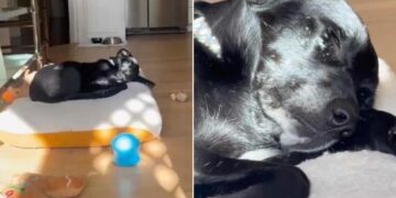 Human Sees Rescue Dog Sleeping Soundly in a Soft Bed & Realizes Something Heartbreaking