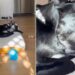 Human Sees Rescue Dog Sleeping Soundly in a Soft Bed & Realizes Something Heartbreaking