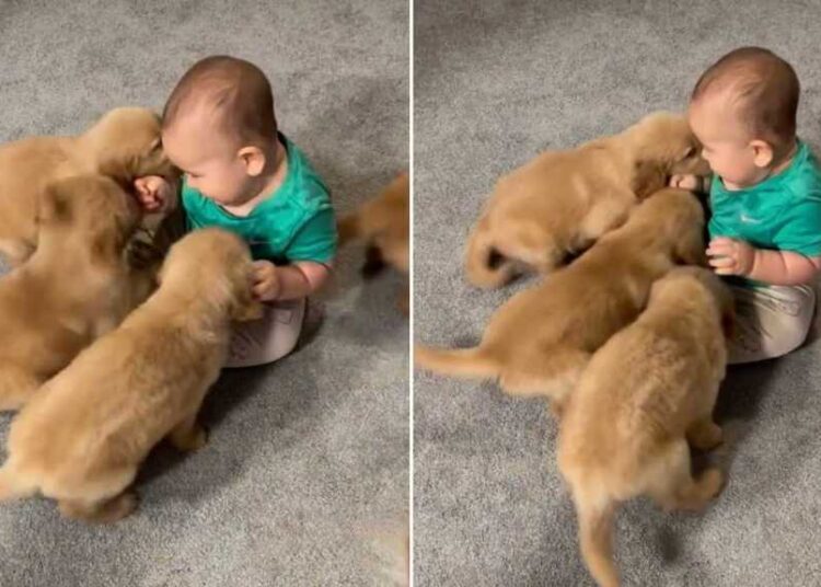 One Tiny Toddler Somehow Became the Leader of This Puppy Pack