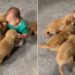 One Tiny Toddler Somehow Became the Leader of This Puppy Pack