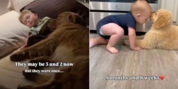 Golden Retriever & Toddler Are Inseparable Now but They Were Once Babies Growing up Together