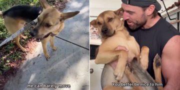 Rescue Dog Listens When Dad Tells Him Not To Be Mean To Injured Baby Bird, Helps Save Him