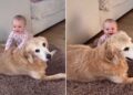 After Golden Retriever Knows Little Baby Feels Safe With Her, She Lets Her Do This