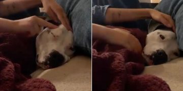 Humans Comfort Rescue Dog, Who Was Once a Neglected Stray, So She Never Feels Scared Again