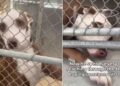 Shelter Dog’s Tiny Paw Reaches Out of Kennel, Hoping Someone Will Hold It