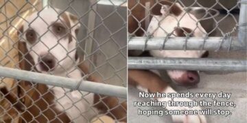 Shelter Dog’s Tiny Paw Reaches Out of Kennel, Hoping Someone Will Hold It