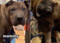 Mama Dog Gives Birth Soon After Rescue & Holds Her Babies Close Like She’s Afraid To Lose Them