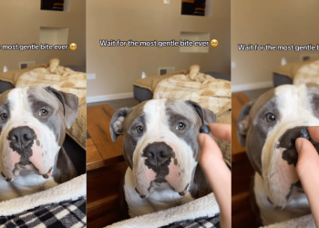 Human Realizes She Never Has To Worry About Dog Because He Knows Exactly How Gentle To Be