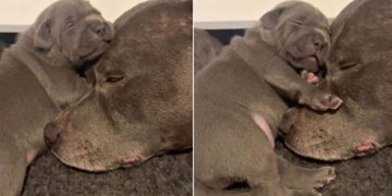 Mama Dog’s Little Baby Snuggles Close to Her but What Happens Next Unfolds a Gentle Tale