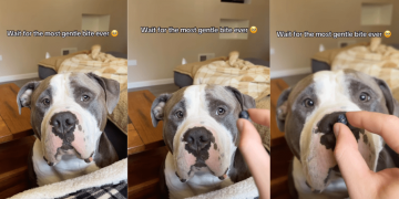 Human Realizes She Never Has To Worry About Dog Because He Knows Exactly How Gentle To Be
