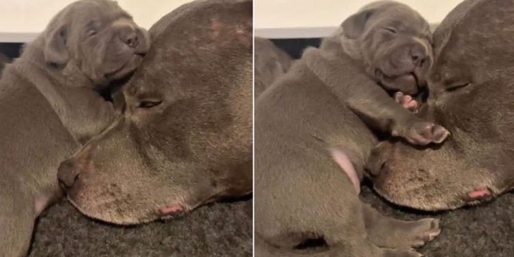 Mama Dog’s Little Baby Snuggles Close to Her but What Happens Next Unfolds a Gentle Tale
