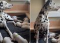 Mama Dog’s Little Baby Clings to Her Paw Afraid To Let Go, Then Moves Closer for Snuggles