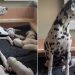 Mama Dog’s Little Baby Clings to Her Paw Afraid To Let Go, Then Moves Closer for Snuggles