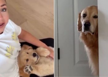 Golden Retriever Sulks Behind a Wall, Upset at Human Petting the Little Puppy Instead of Him