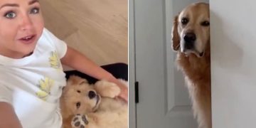 Golden Retriever Sulks Behind a Wall, Upset at Human Petting the Little Puppy Instead of Him