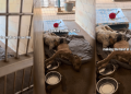 Shelter Dog Leans on the Only Shoulder She Has, Unaware Nobody’s Coming for Them