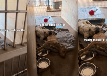 Shelter Dog Leans on the Only Shoulder She Has, Unaware Nobody’s Coming for Them