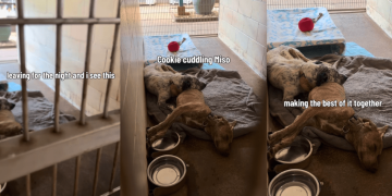 Shelter Dog Leans on the Only Shoulder She Has, Unaware Nobody’s Coming for Them