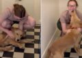 Golden Retriever Waits by the Door for Human To Come Home, Then Has the Sweetest Greeting