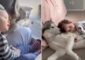 Dog Loves Baby Sibling in a Way That Says More Than Words Ever Could
