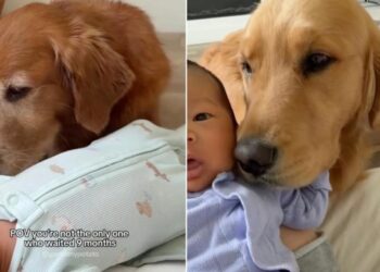 Golden Retriever Waited Just as Long as Humans To Meet Little Baby & It Says Everything