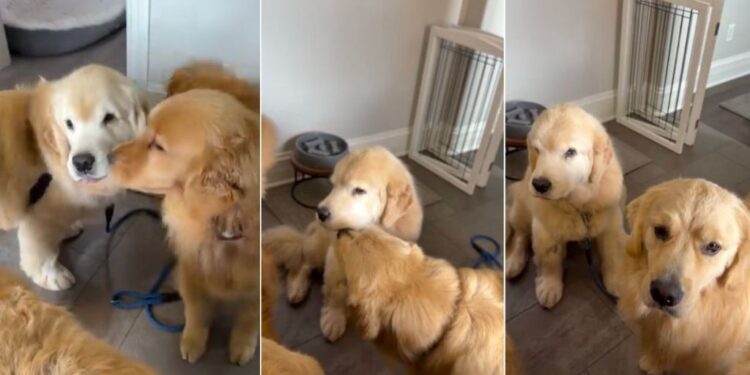 Golden Retriever Comes Home After Surgery, Unaware of the Sweetest Greeting Awaiting Him