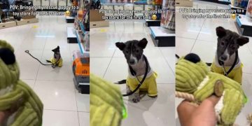 Rescue Puppy Hears a Squeaky Toy for the First Time, Learns Life Is More Than Just Survival