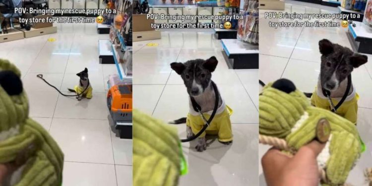 Rescue Puppy Hears a Squeaky Toy for the First Time, Learns Life Is More Than Just Survival